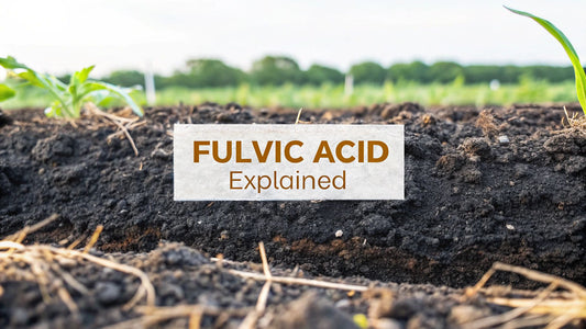 What is Fulvic Acid? Your Actionable Guide to Benefits & Uses