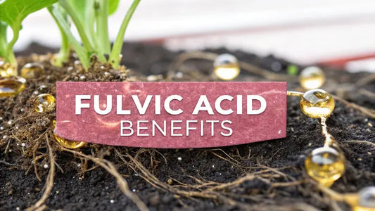 Discover the Fulvic Acid Benefits for Better Health